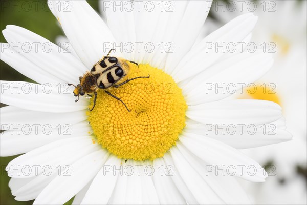 Bee beetle