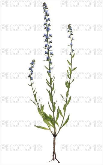 Viper's bugloss