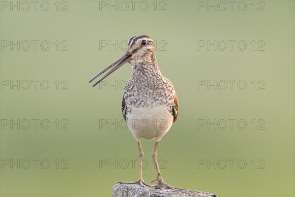 Common Snipe