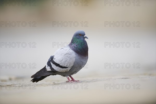 Feral pigeons