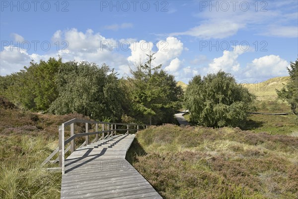 Trees and boardwalk in the dunes