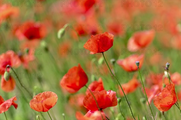 Poppies