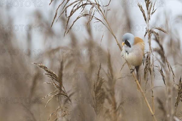 Bearded reedling