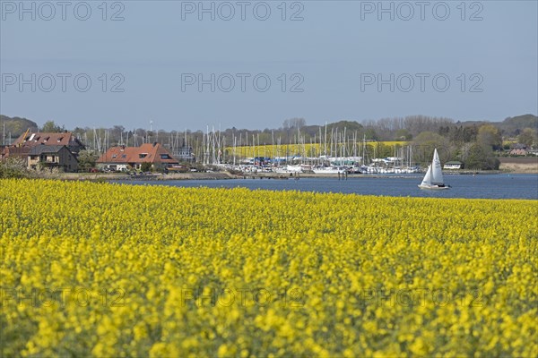 Rape fields in bloom near Arnis