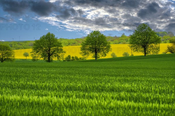 Cultural landscape in spring near Bad Koesen