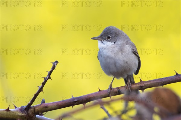 Common whitethroat