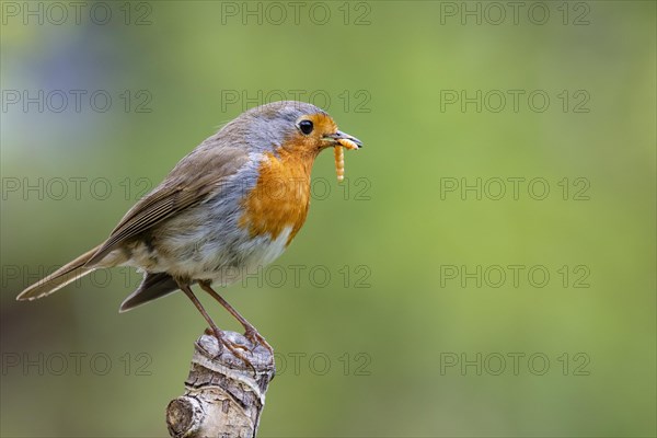 European robin