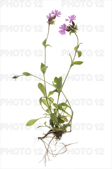 Red campion