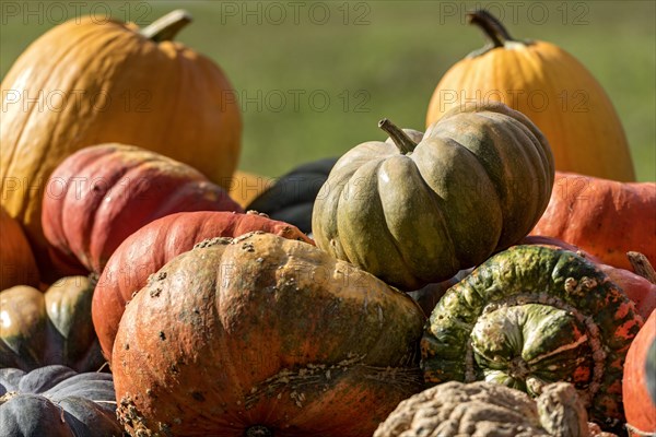 Pumpkins