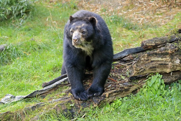 Spectacled bear