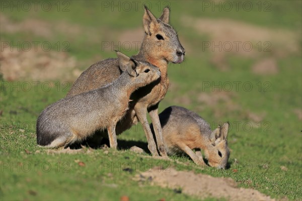 Patagonian Mara