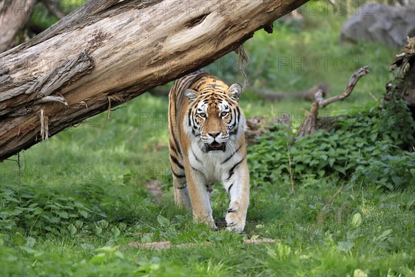 Siberian tiger