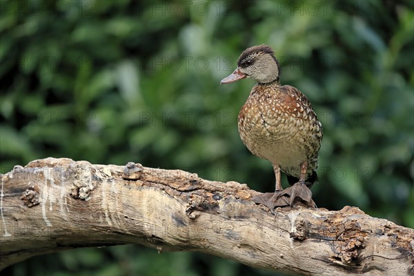 Spotted whistling duck