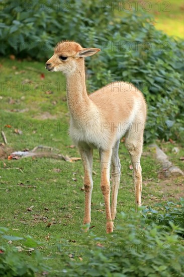 Vicuna