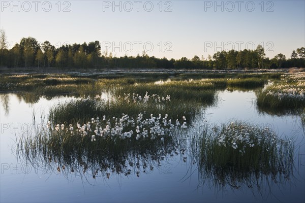 Cotton grass