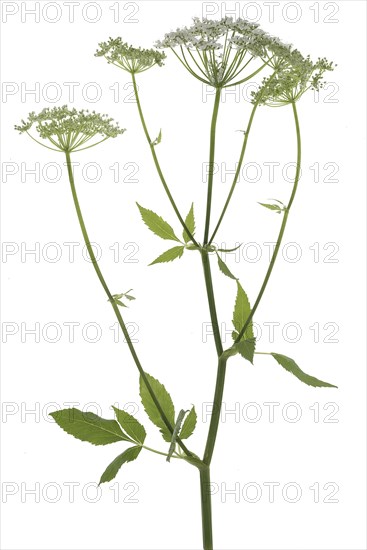 Flowering ground elder