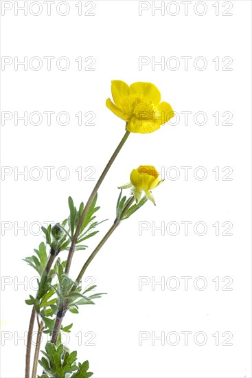 Bulbous buttercup