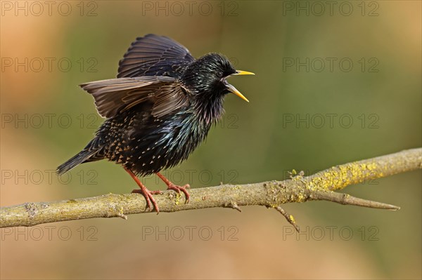 Starling