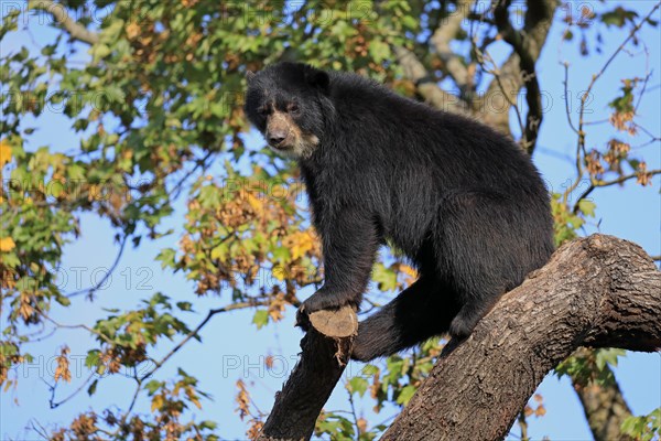 Spectacled bear