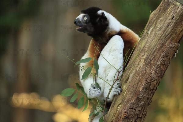 Crowned sifaka