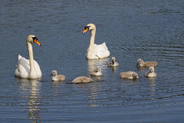 Mute swans