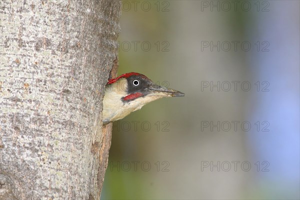 European green woodpecker