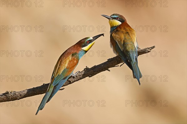 Bee-eater