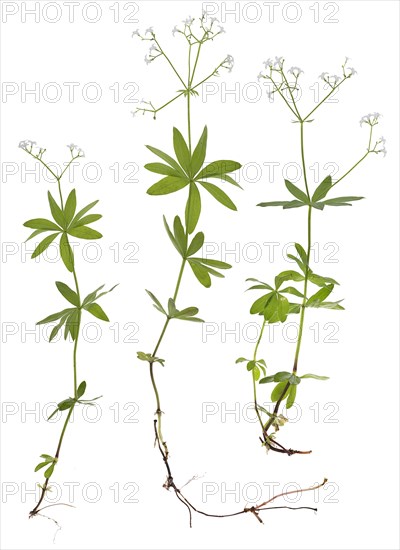 Woodruff