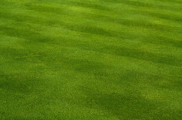 Fresh cut green grass on a spring day