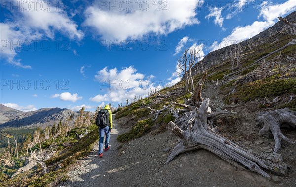 Hiker between dead trees