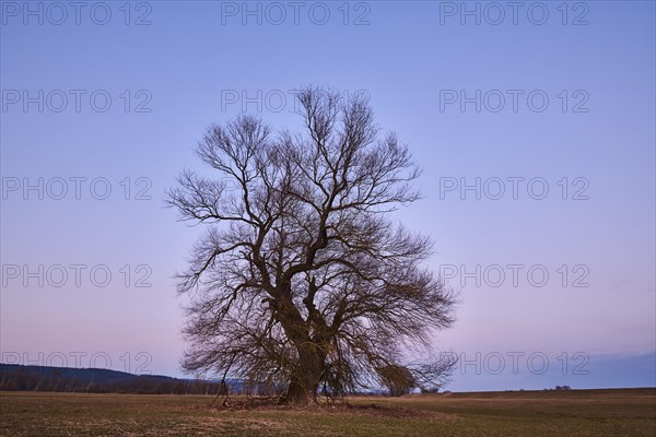 Brittle willow