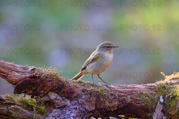 Common chiffchaff or