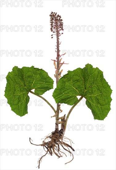 Red common butterbur