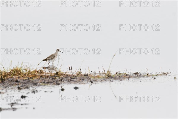 Wood Sandpiper