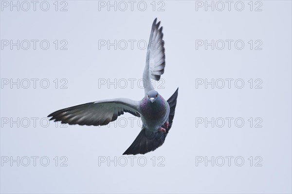 Feral pigeons