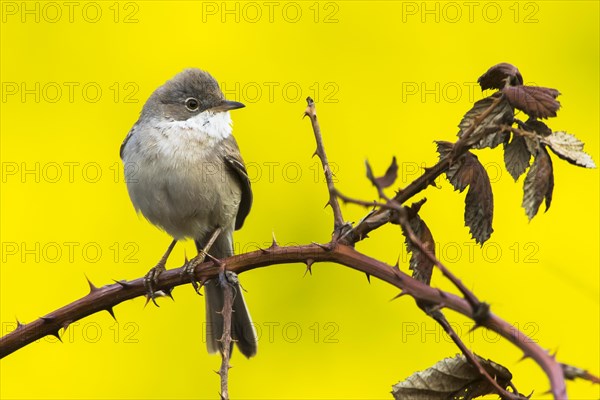 Common whitethroat