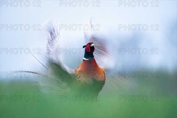 Pheasant