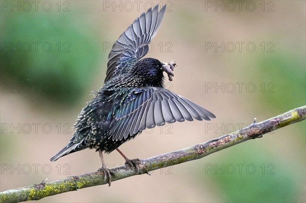 Starling