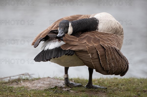 A Canada goose