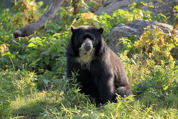 Spectacled bear