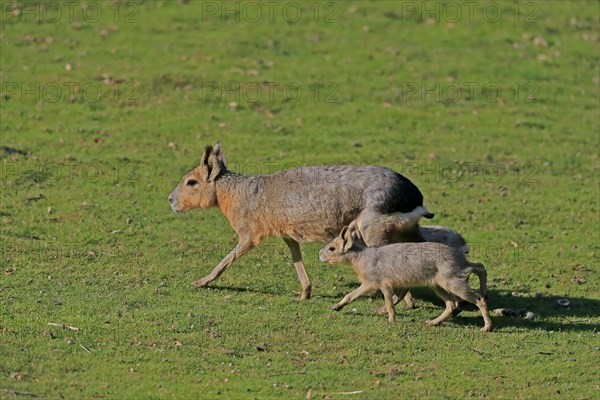 Patagonian Mara