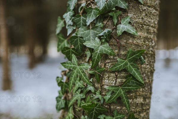 Ivy on the tree trunk