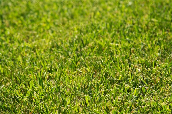 Lush green grass on a summer day