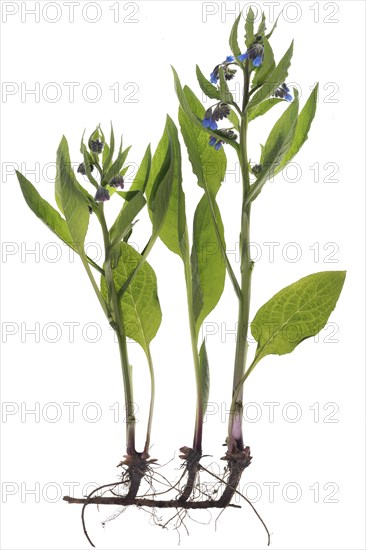 Common comfrey