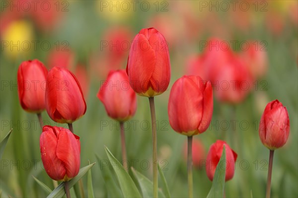 Tulips bloom