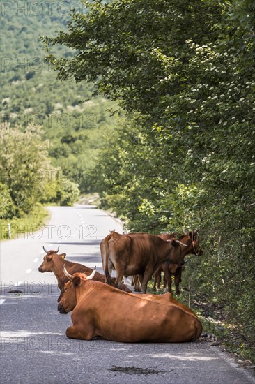 Cattle on the road