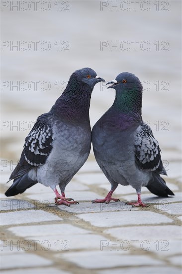 Feral pigeons