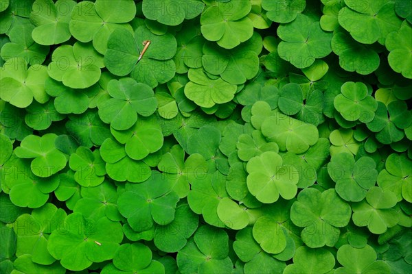 Wood sorrel