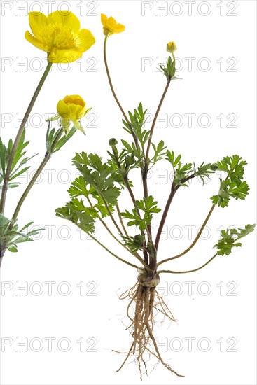 Ranunculus bulbosus