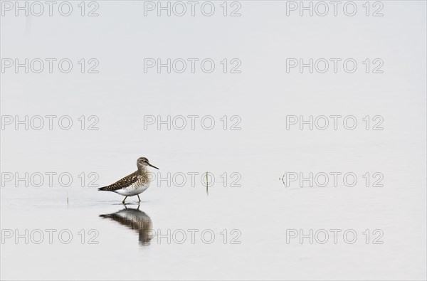 Wood Sandpiper